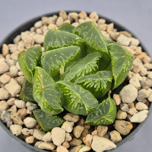 Haworthia híbrida 014