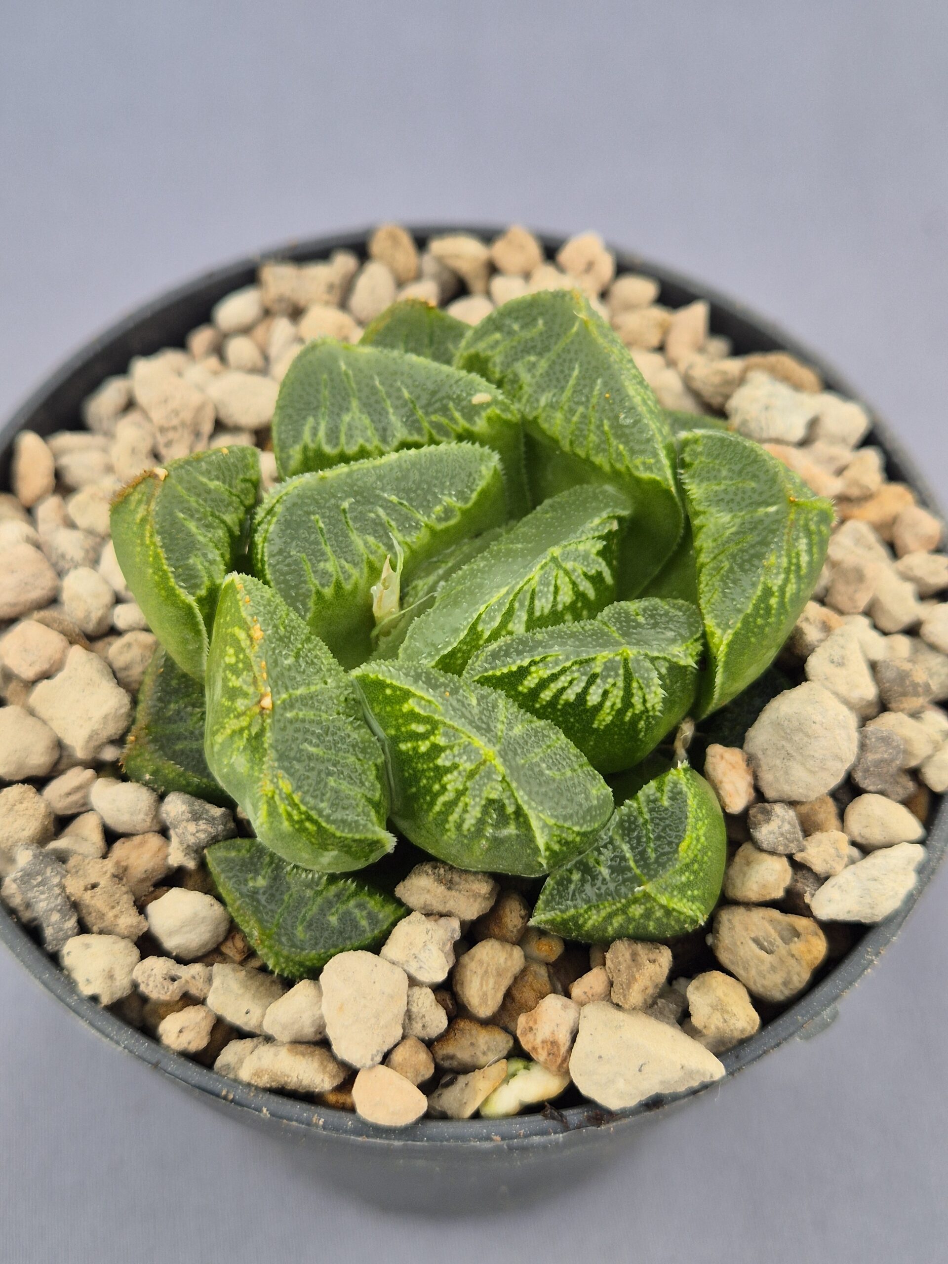 20250221_160218 Haworthia híbrida 014 - Imagen 1