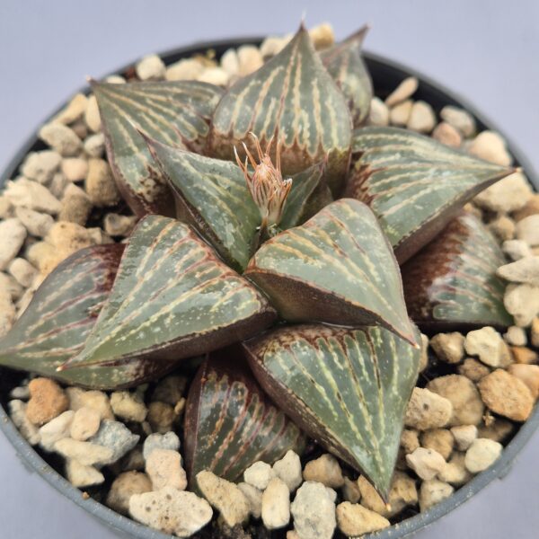 Haworthia híbrida 015