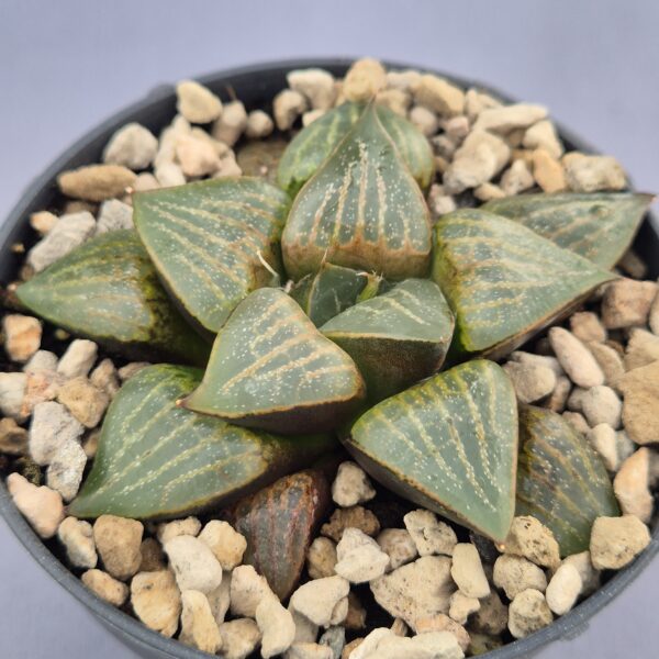 Haworthia híbrida 016