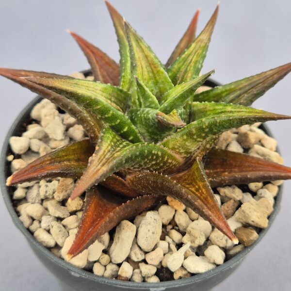 Haworthia híbrida 017
