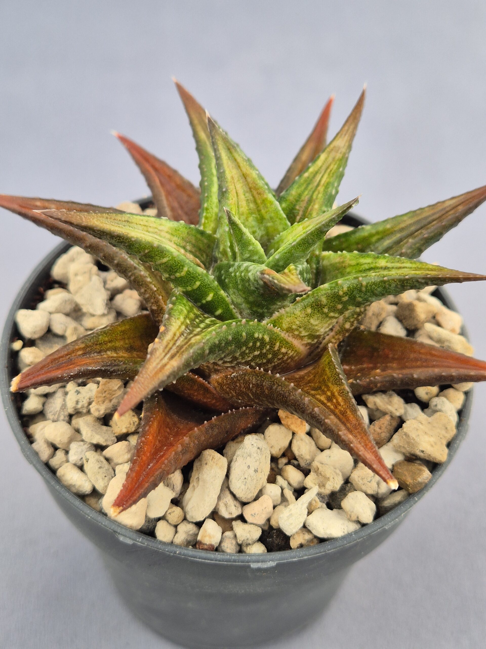 20250221_160542 Haworthia híbrida 017 - Imagen 1