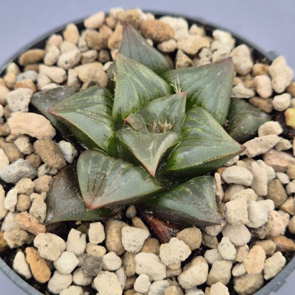 Haworthia híbrida 018