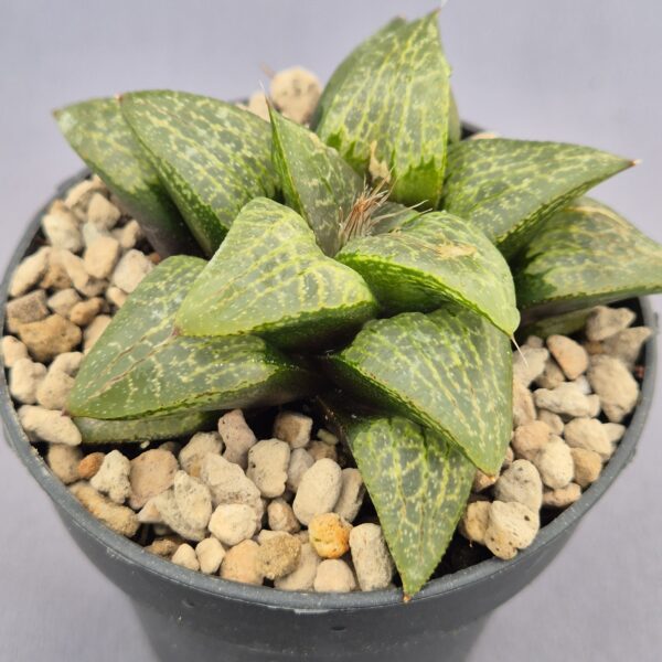 Haworthia híbrida 018