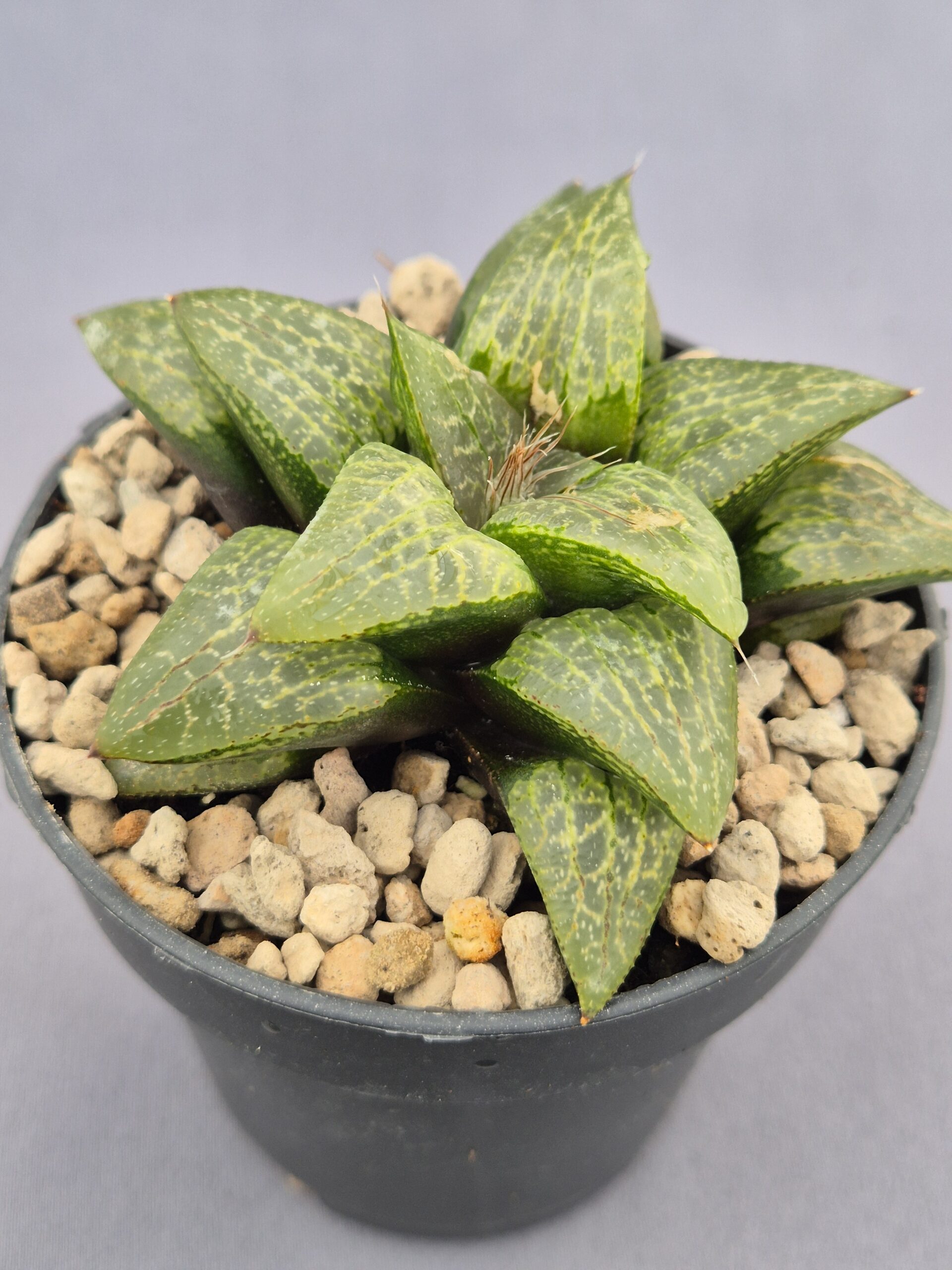 20250221_161034 Haworthia híbrida 018 - Imagen 1