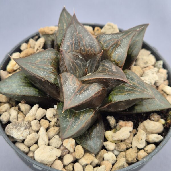 Haworthia híbrida 019