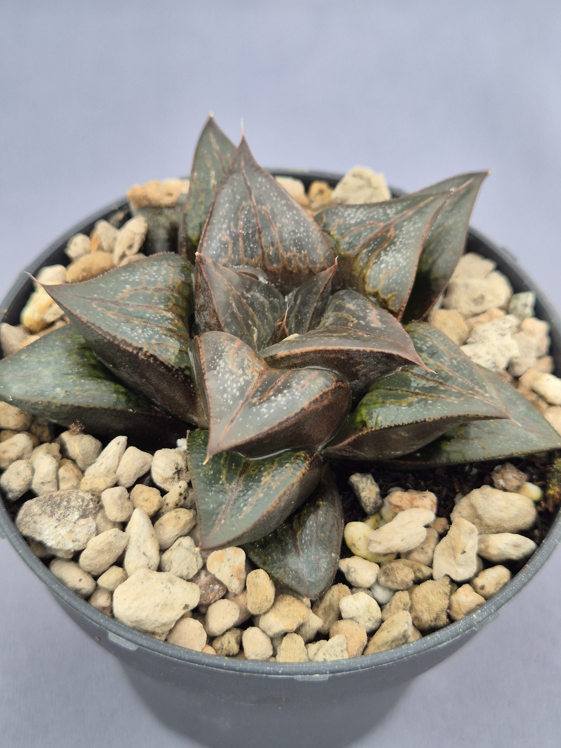 20250221_161305 Haworthia híbrida 019 - Imagen 1