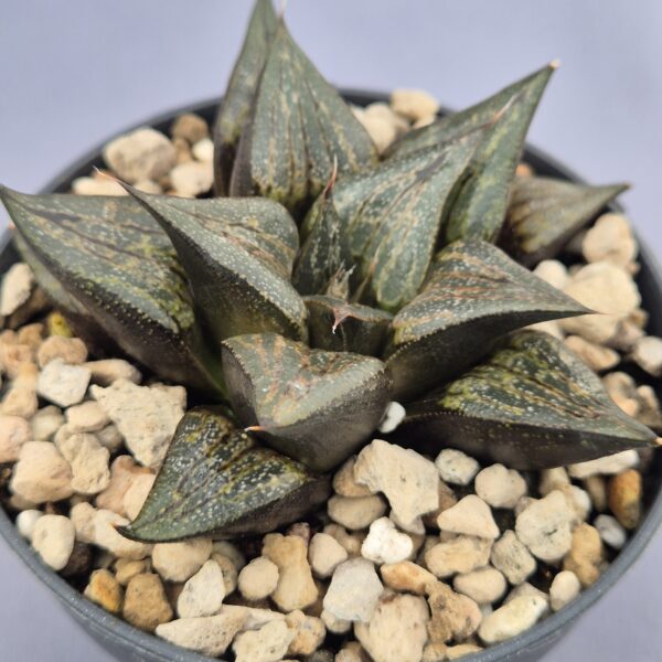 Haworthia híbrida 020