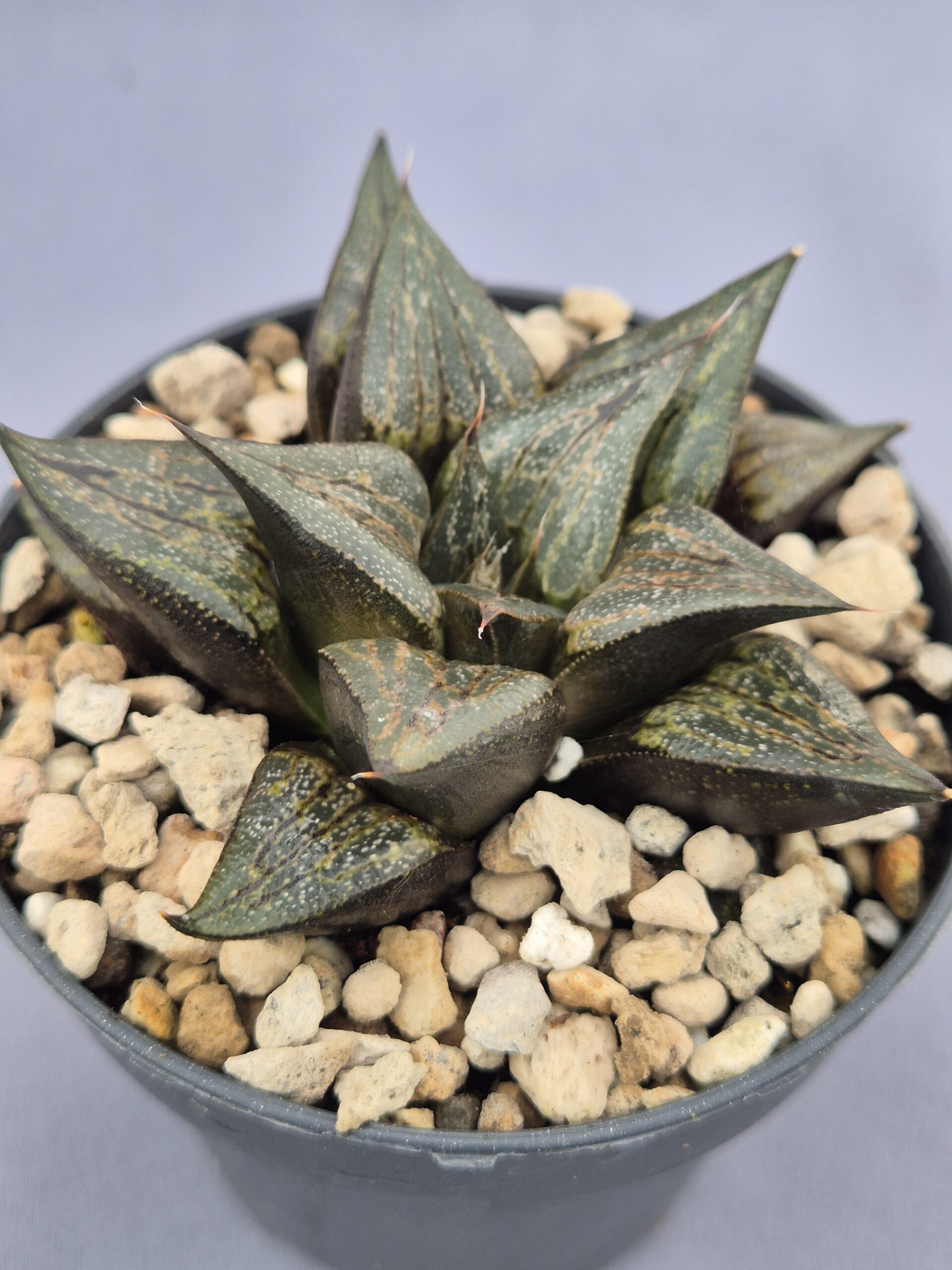 20250221_161340 Haworthia híbrida 020 - Imagen 1