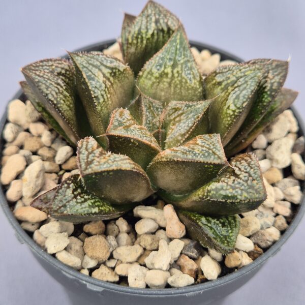 Haworthia híbrida 021