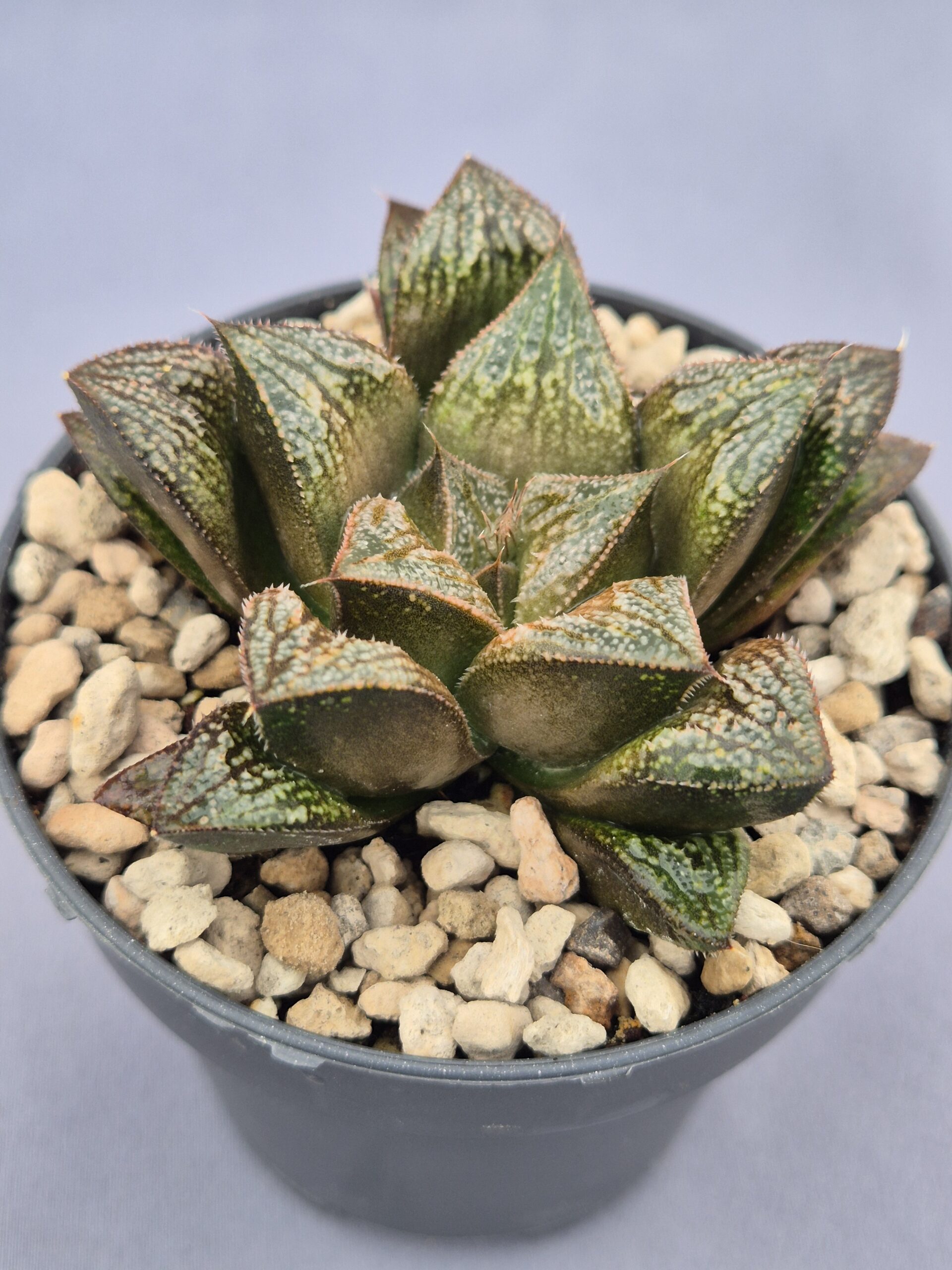 20250221_161440 Haworthia híbrida 021 - Imagen 1