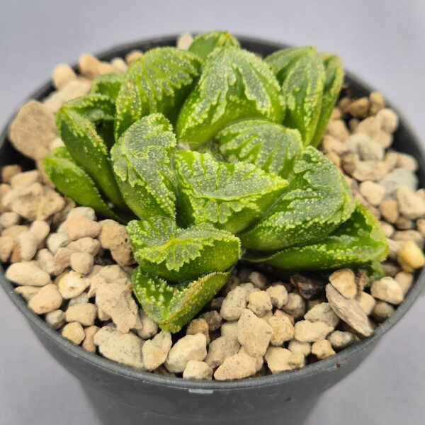 Haworthia híbrida 022