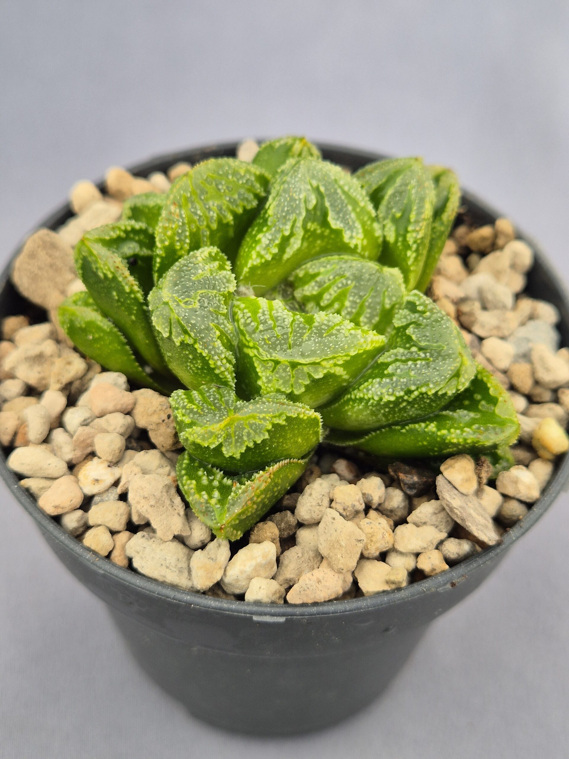 20250221_161503 Haworthia híbrida 022 - Imagen 1