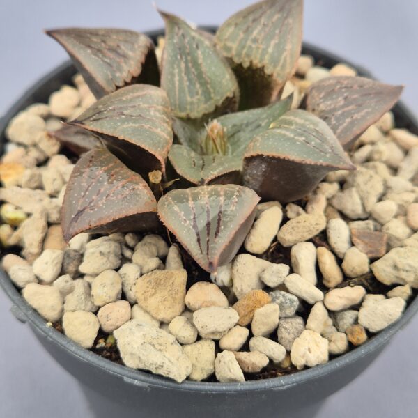 Haworthia híbrida 023