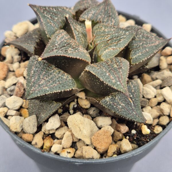 Haworthia híbrida 024