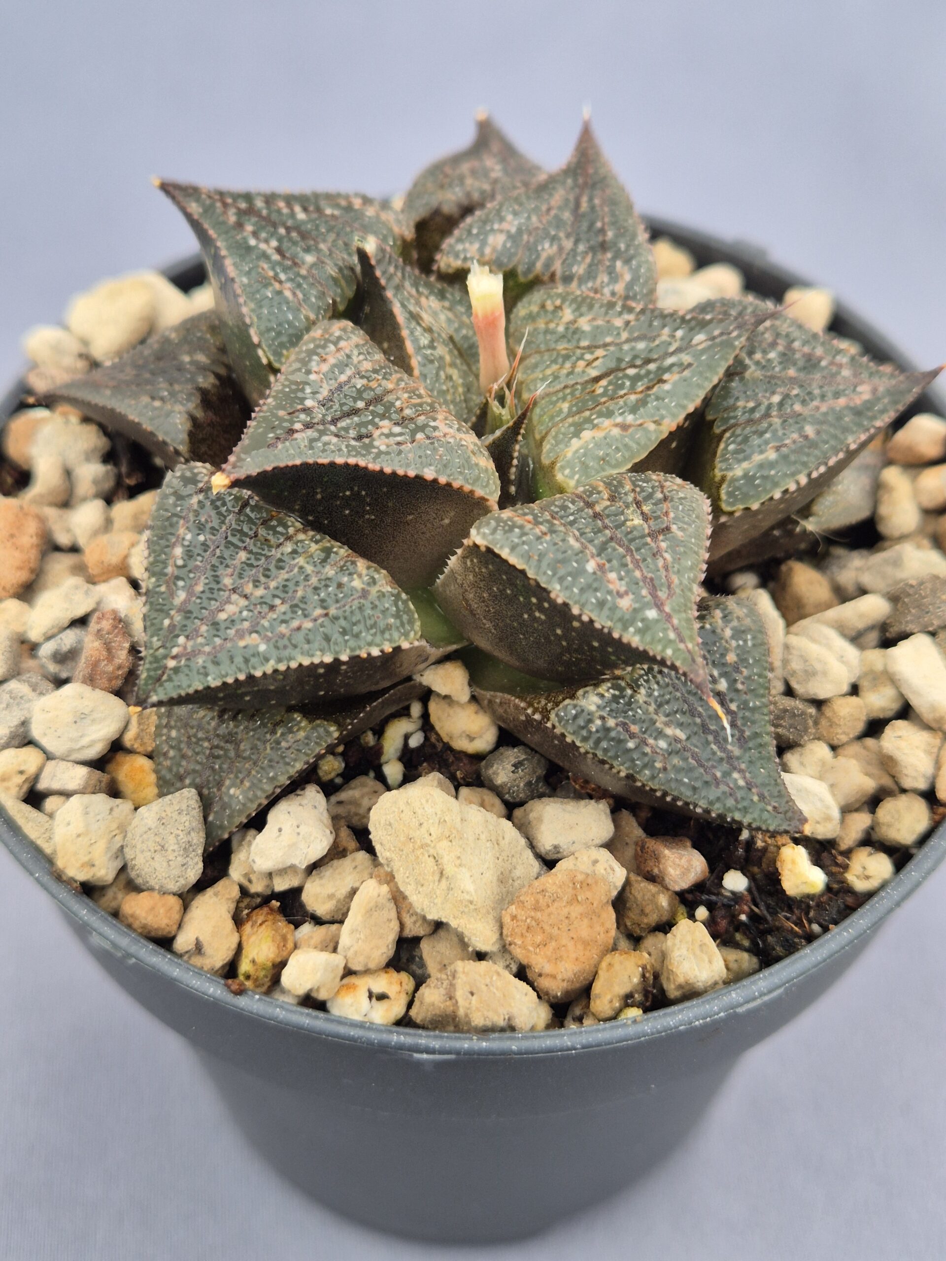 20250221_162009 Haworthia híbrida 024 - Imagen 1