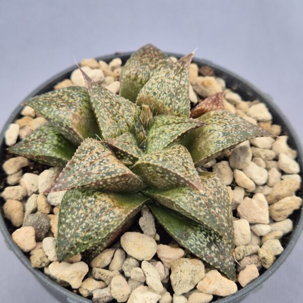 Haworthia híbrida 025