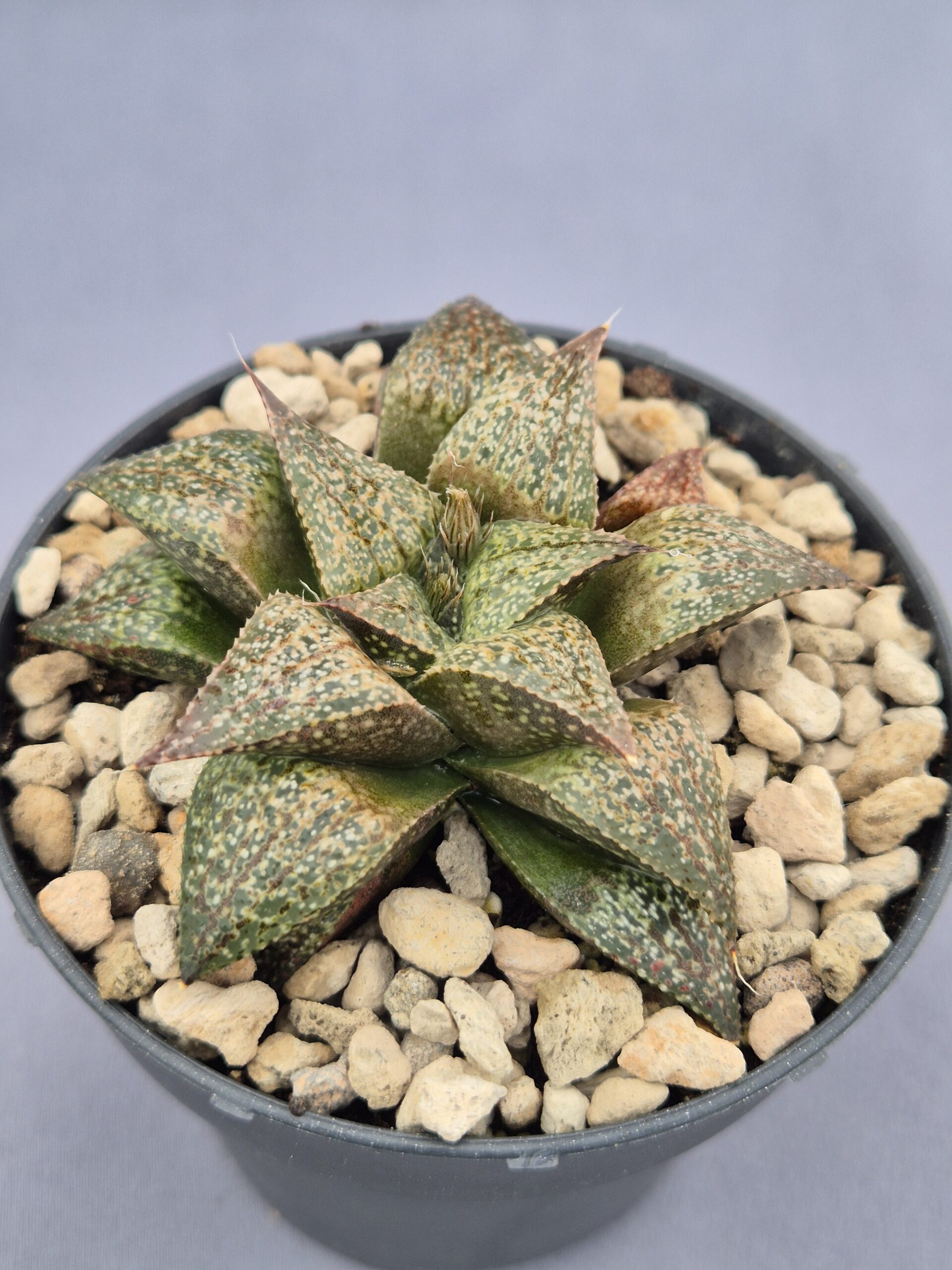 20250221_162149 Haworthia híbrida 025 - Imagen 1