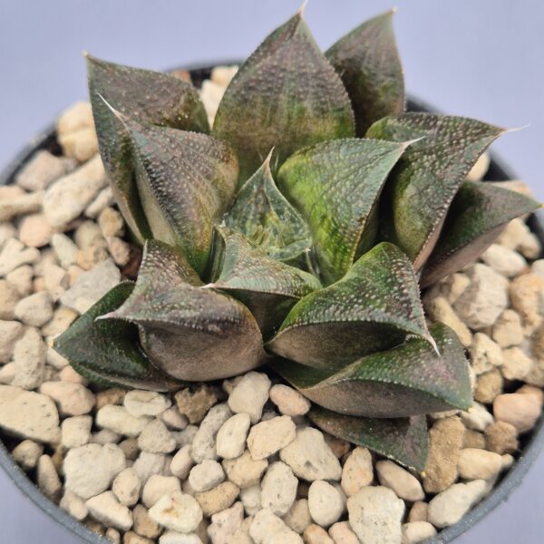 Haworthia híbrida 027