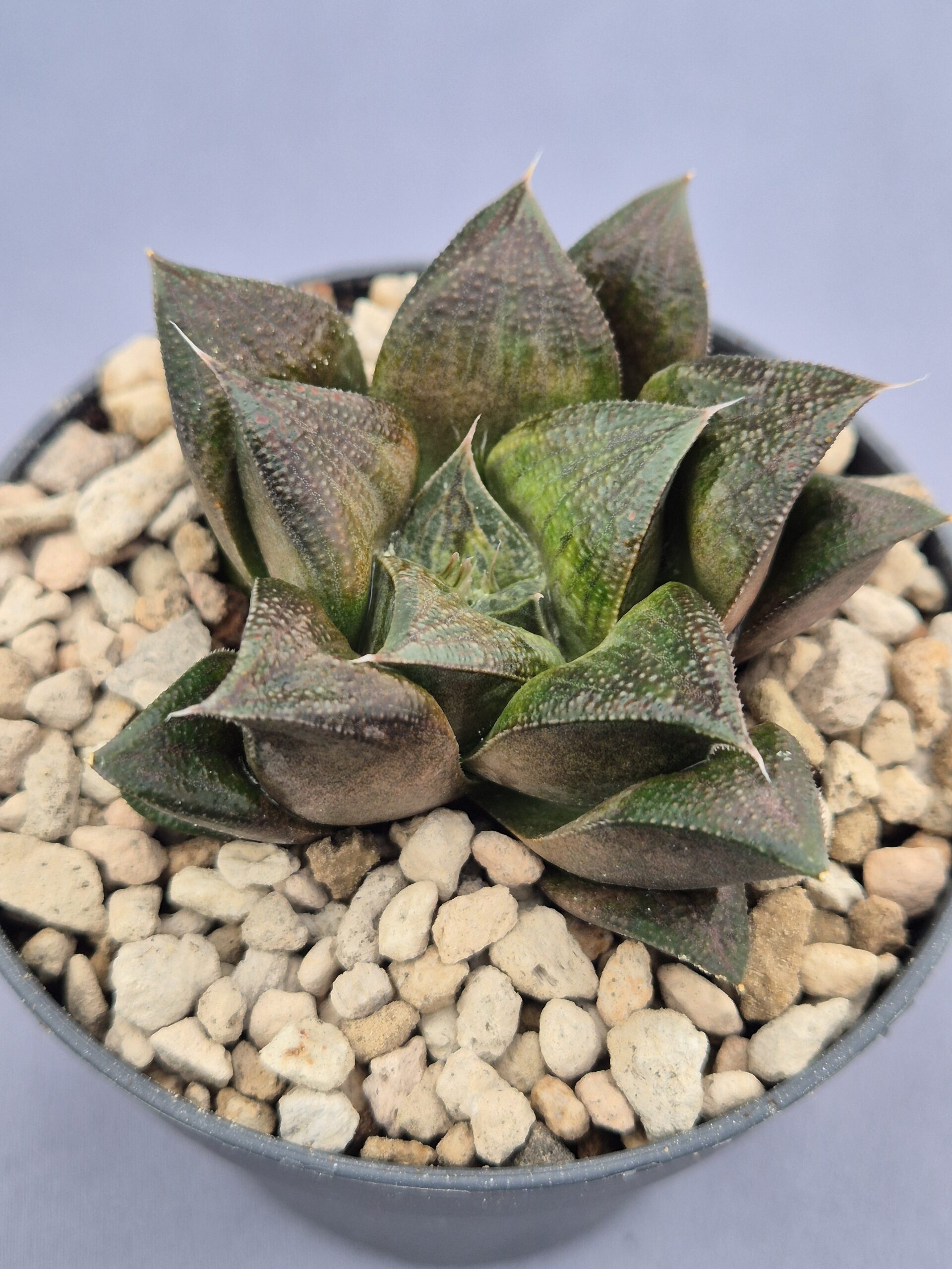20250221_162658 Haworthia híbrida 027 - Imagen 1