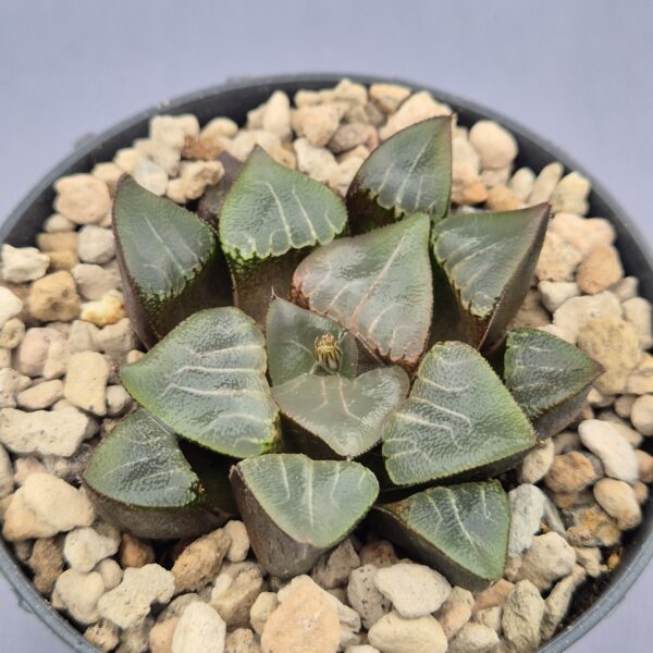 Haworthia híbrida 028