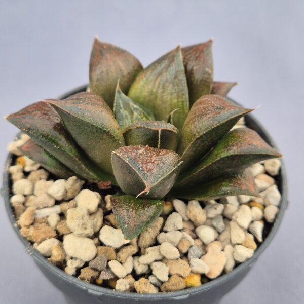 Haworthia híbrida 029