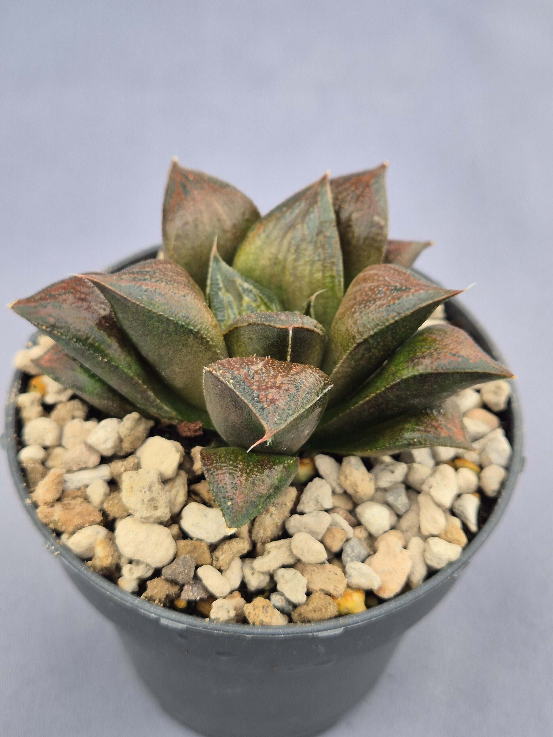 20250221_163112 Haworthia híbrida 029 - Imagen 1