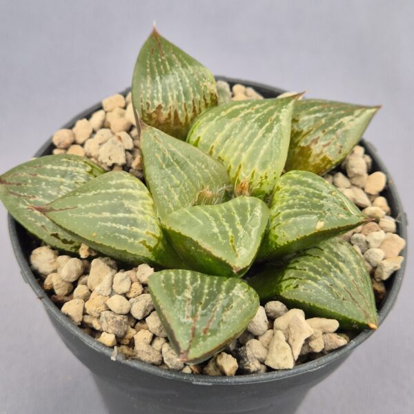 Haworthia híbrida 030