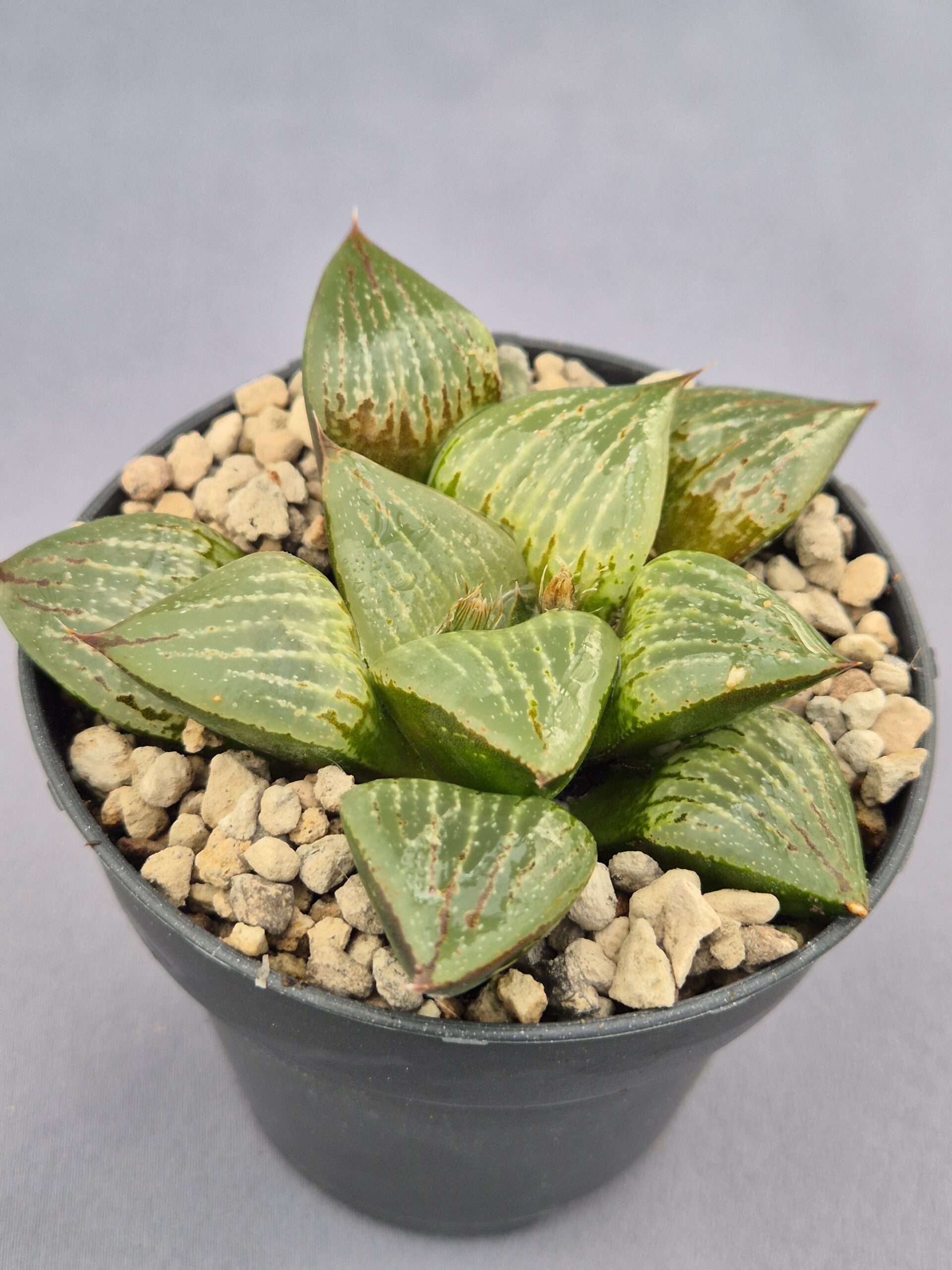 20250221_163210 Haworthia híbrida 030 - Imagen 1
