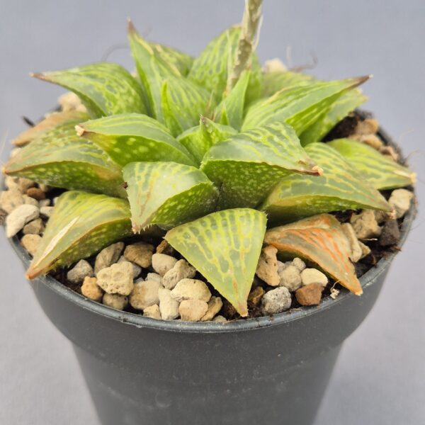 Haworthia híbrida 031
