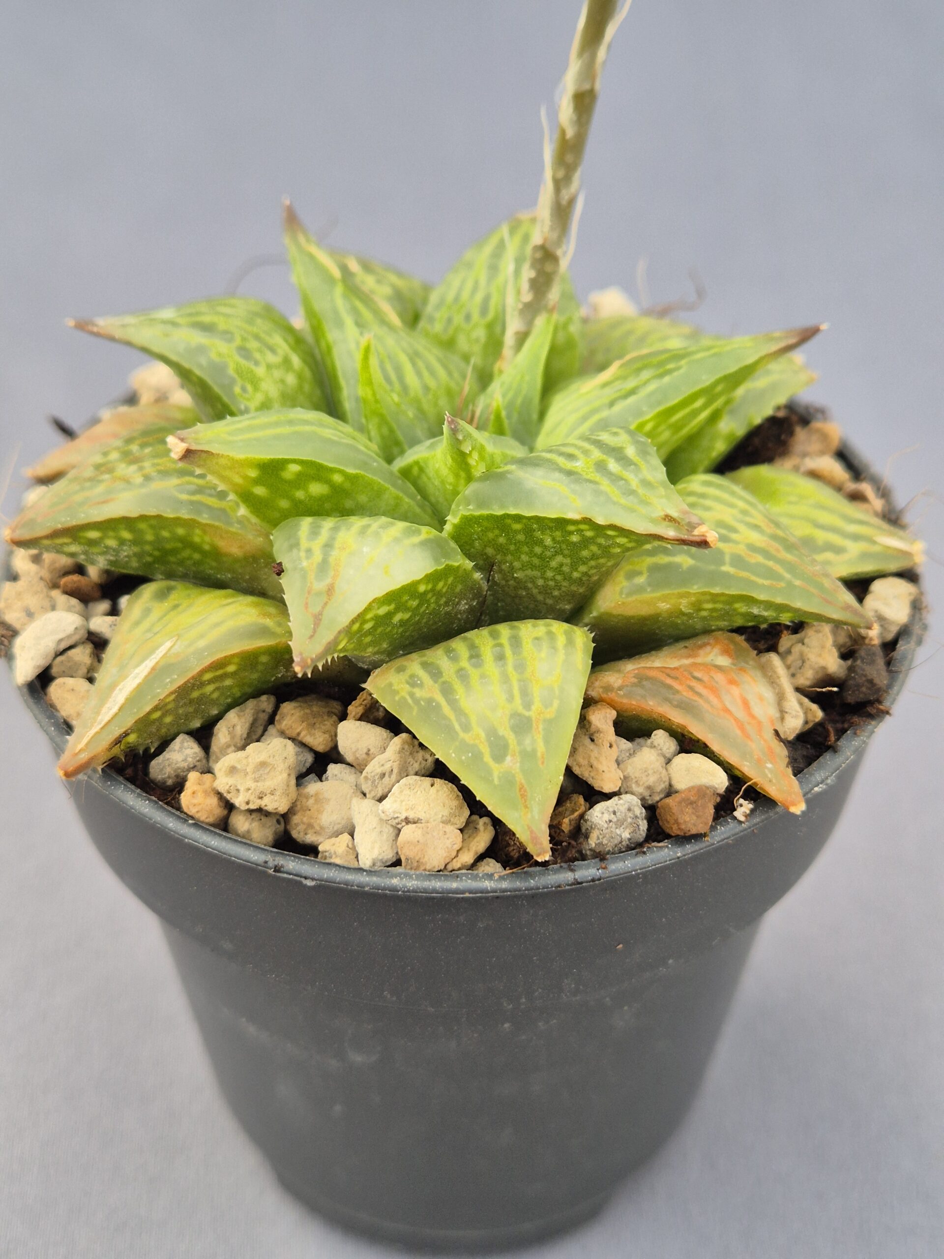 20250223_153801 Haworthia híbrida 031 - Imagen 1