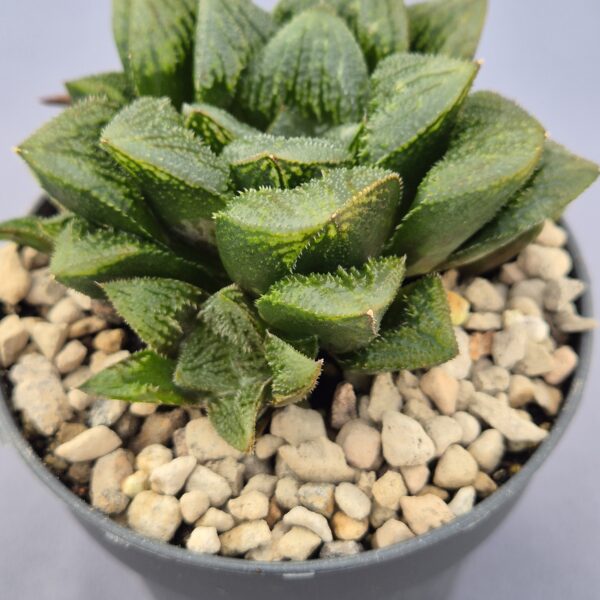 Haworthia híbrida 032