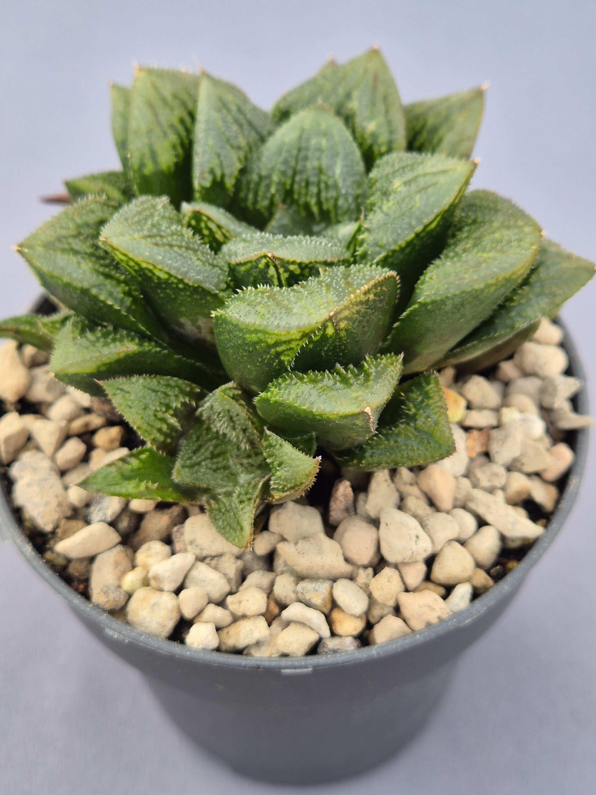 20250223_153929 Haworthia híbrida 032 - Imagen 1