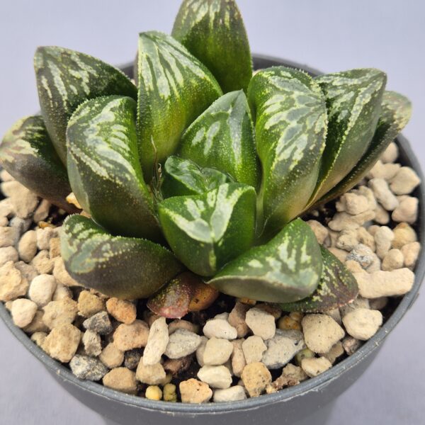 Haworthia híbrida 035