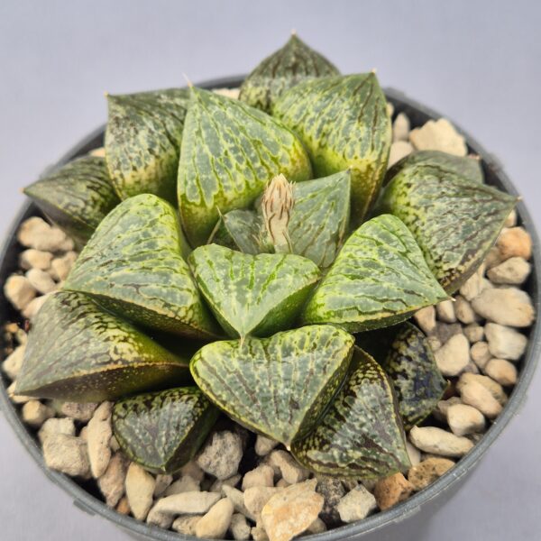 Haworthia híbrida 036