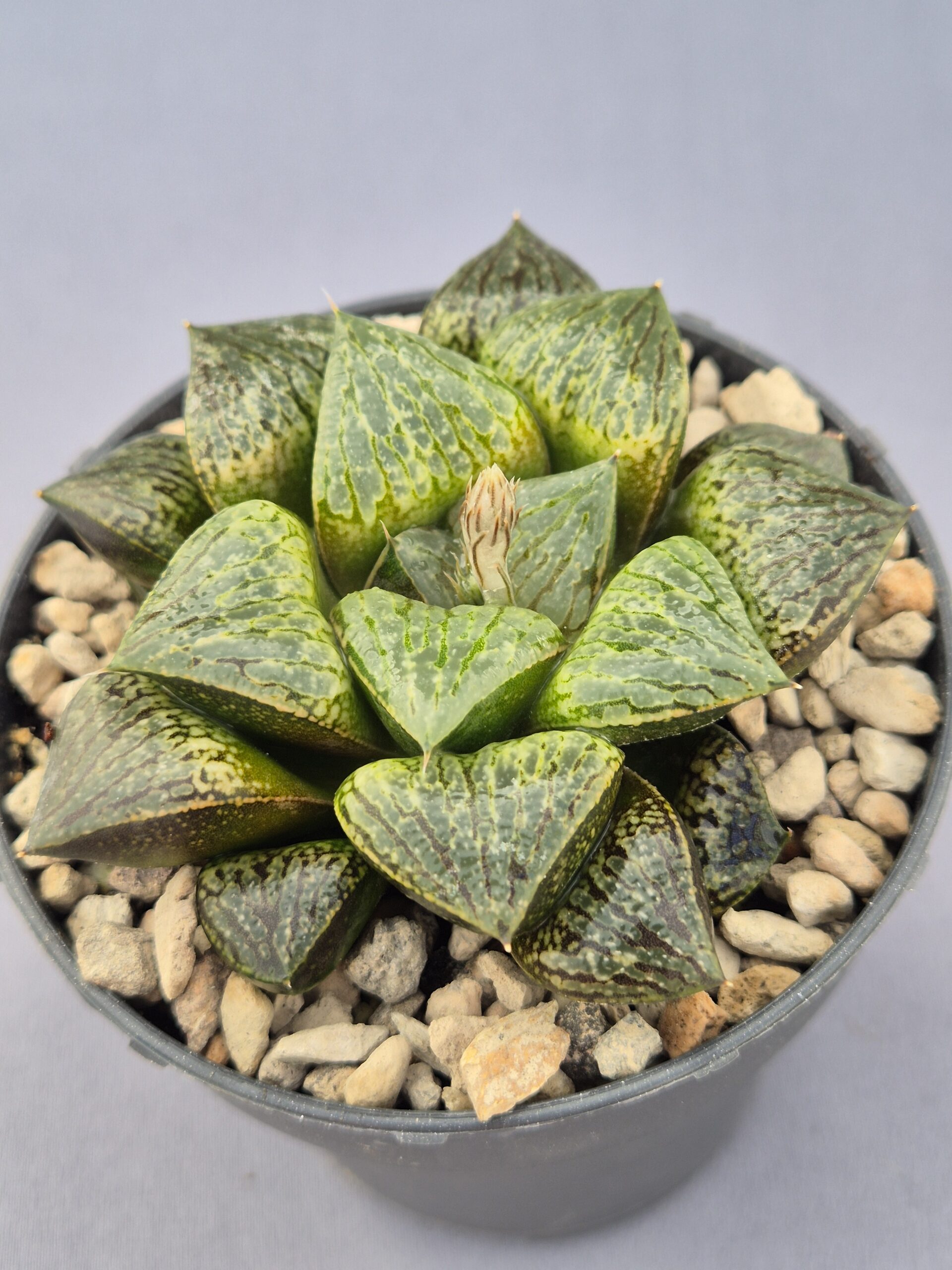 20250223_154401 Haworthia híbrida 036 - Imagen 1