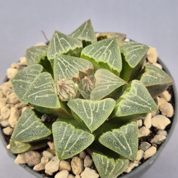 Haworthia híbrida 037
