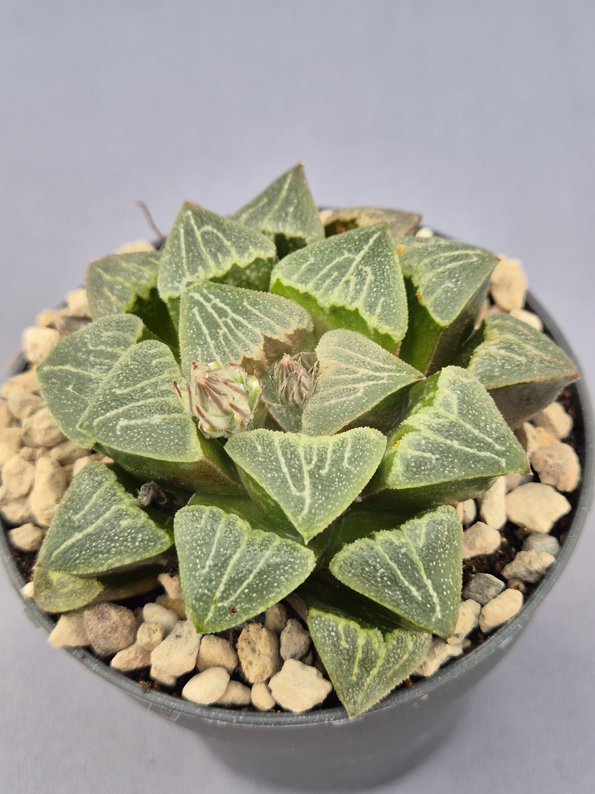 20250223_154438 Haworthia híbrida 037 - Imagen 1