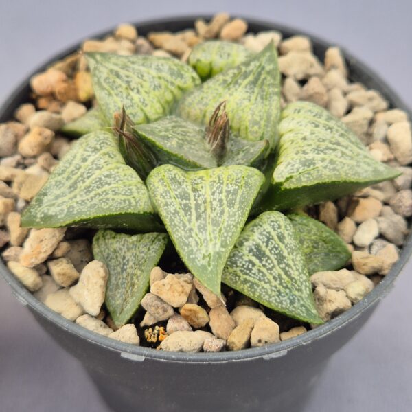 Haworthia híbrida 038