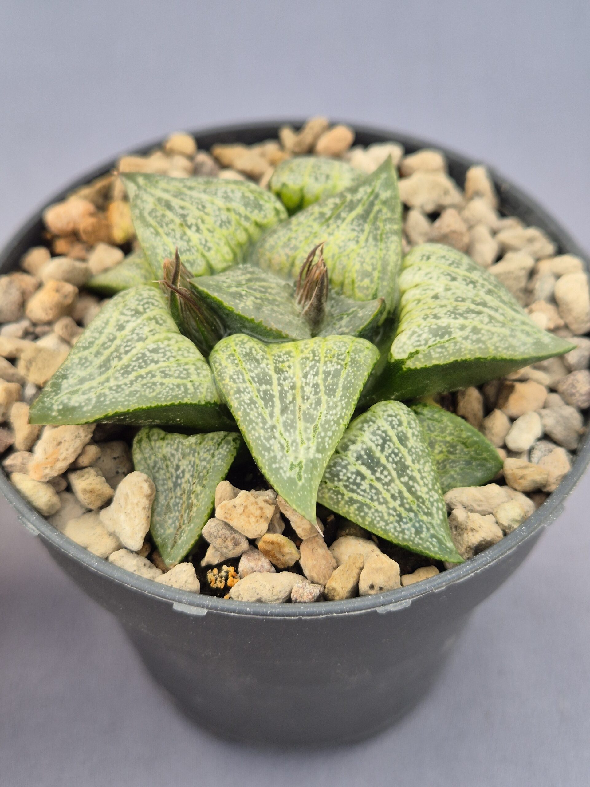 20250223_154725 Haworthia híbrida 038 - Imagen 1