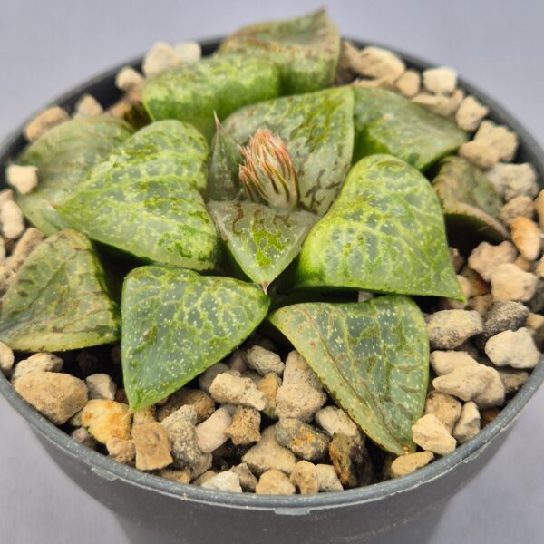 Haworthia híbrida 039
