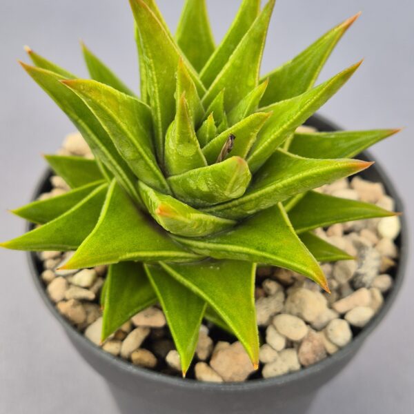 Astroloba foliosa x marginata