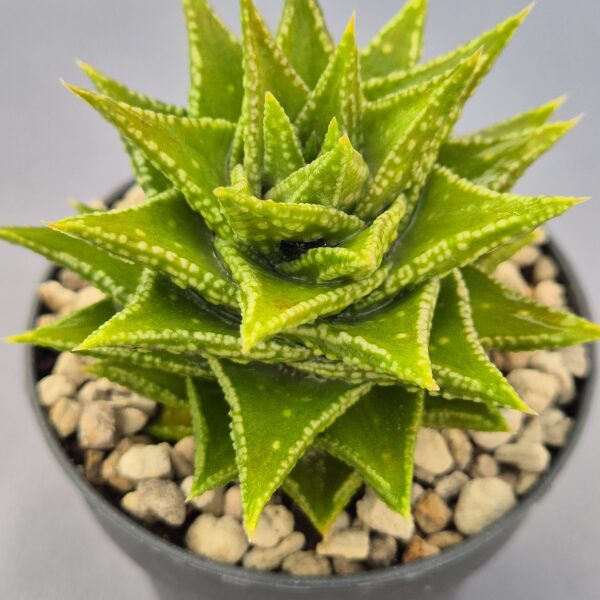 Astroloba foliosa x haworthiopsis