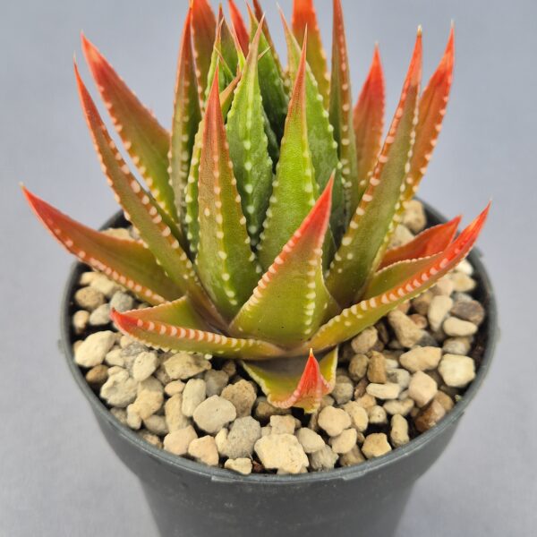 Tulista marginata x pumila 001