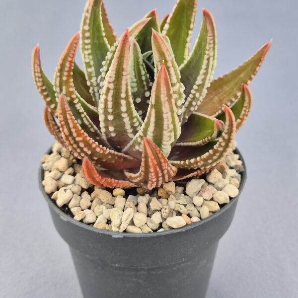 Tulista marginata x pumila 002