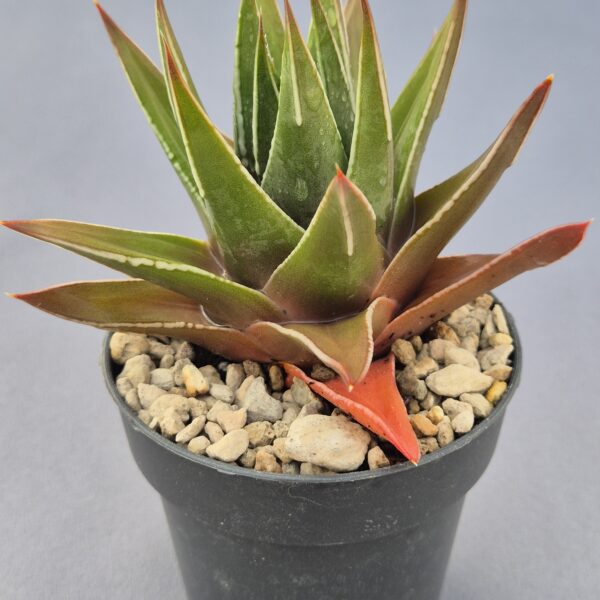 Tulista marginata híbrida 001