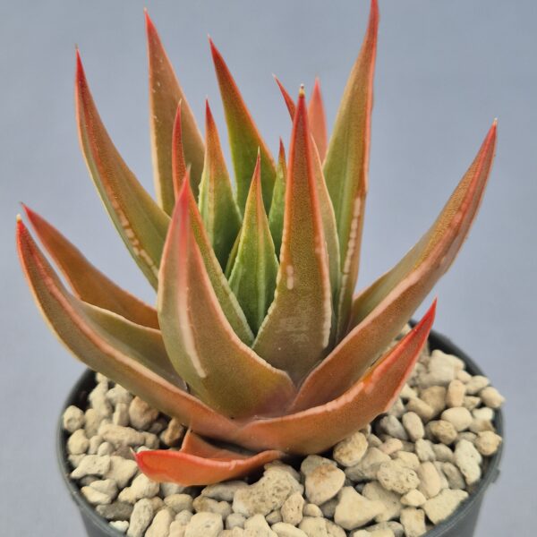 Tulista marginata híbrida 002