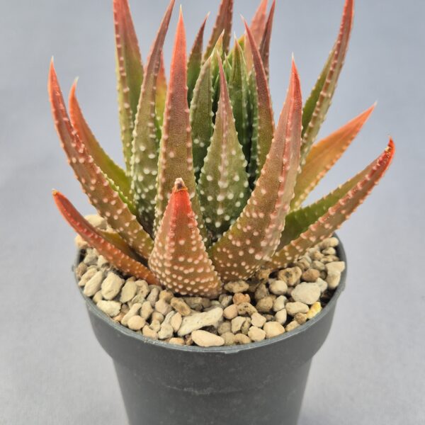 Tulista híbrida 001