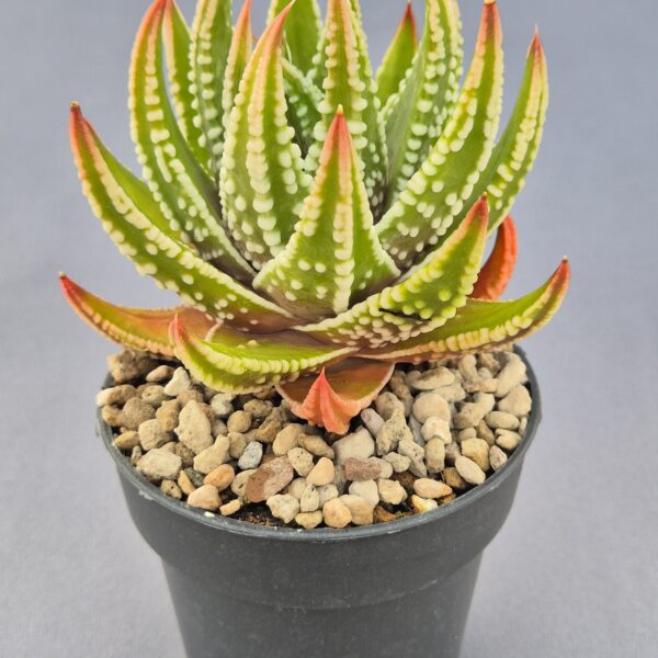 Tulista marginata x pumila 003