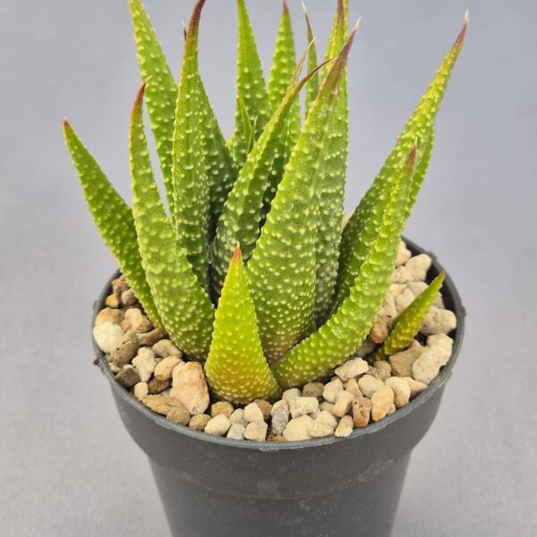 Tulista híbrida 003